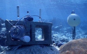 Water flow velocity meters deployed on a coral reef in Belize