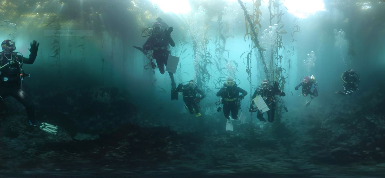 multiple divers in kelp forest