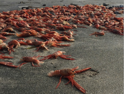 pelagic red crabs in beach