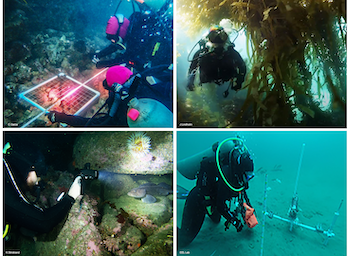 scuba divers in field activities images