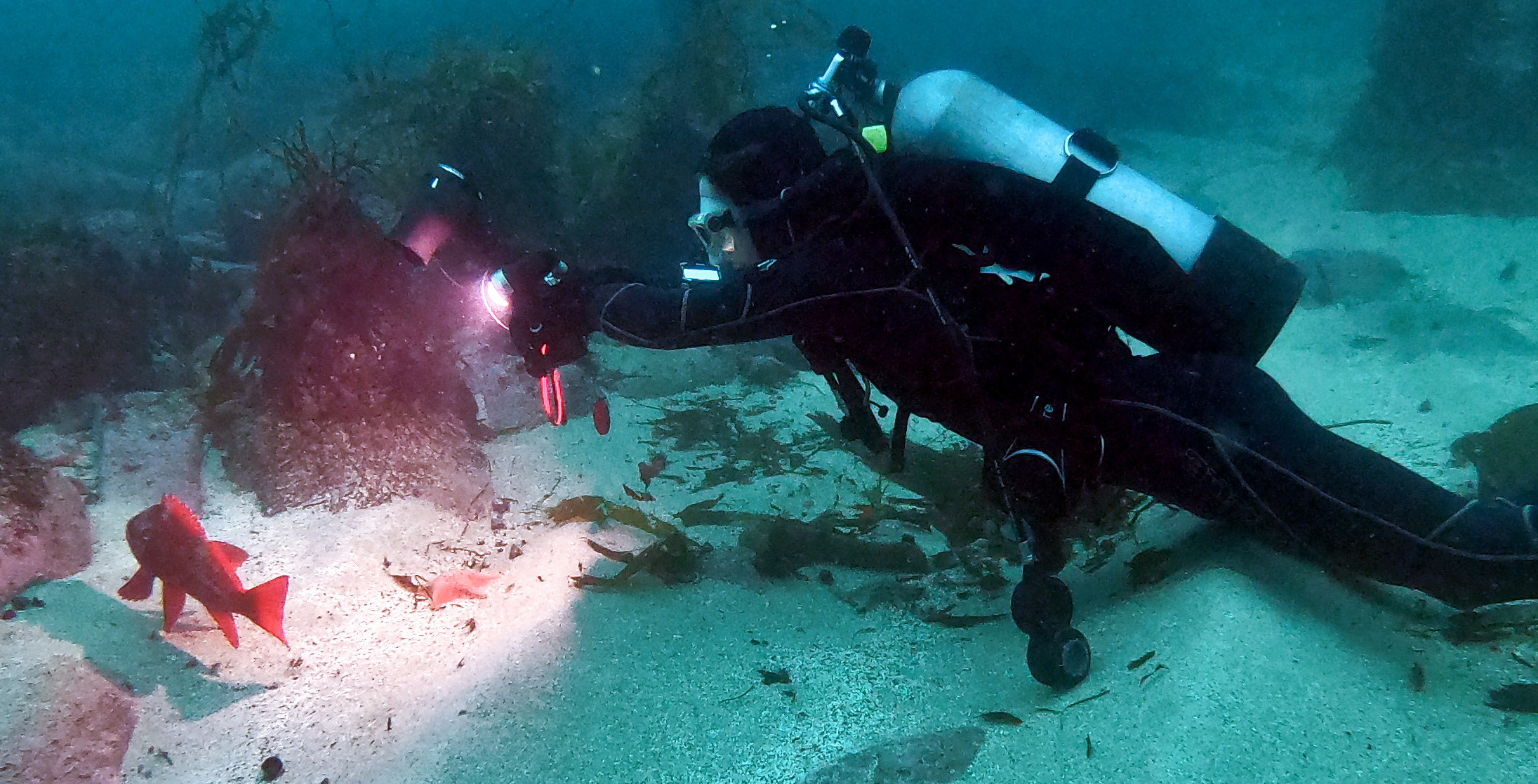 scuba diver photographing rockfish