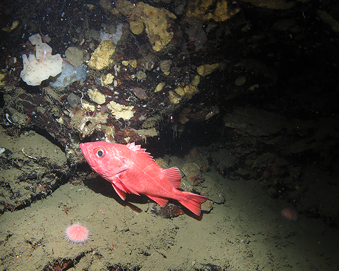 photo showing rockfish in its underwater habitat