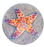 picture of sea star on sand