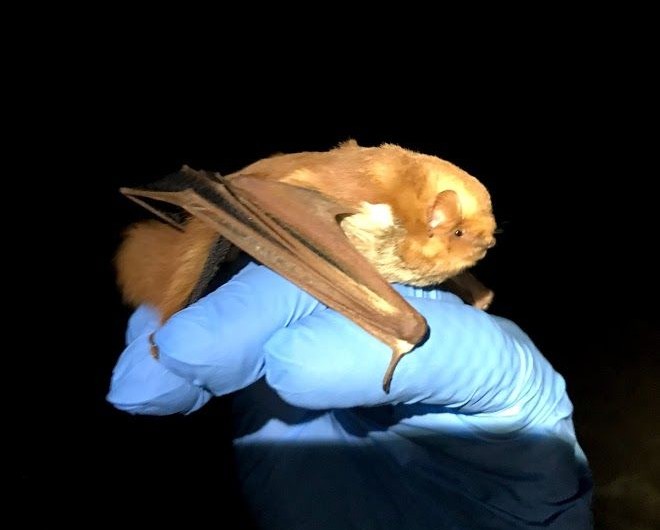 Bat in hand