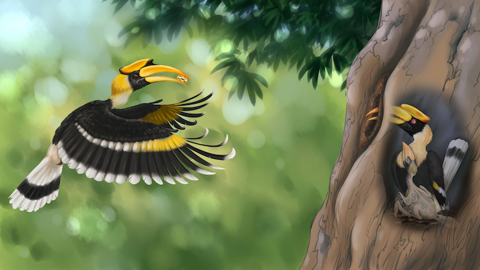 Illustration of a hornbill