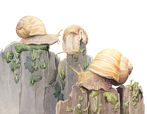 Illustration of snails on lichen.