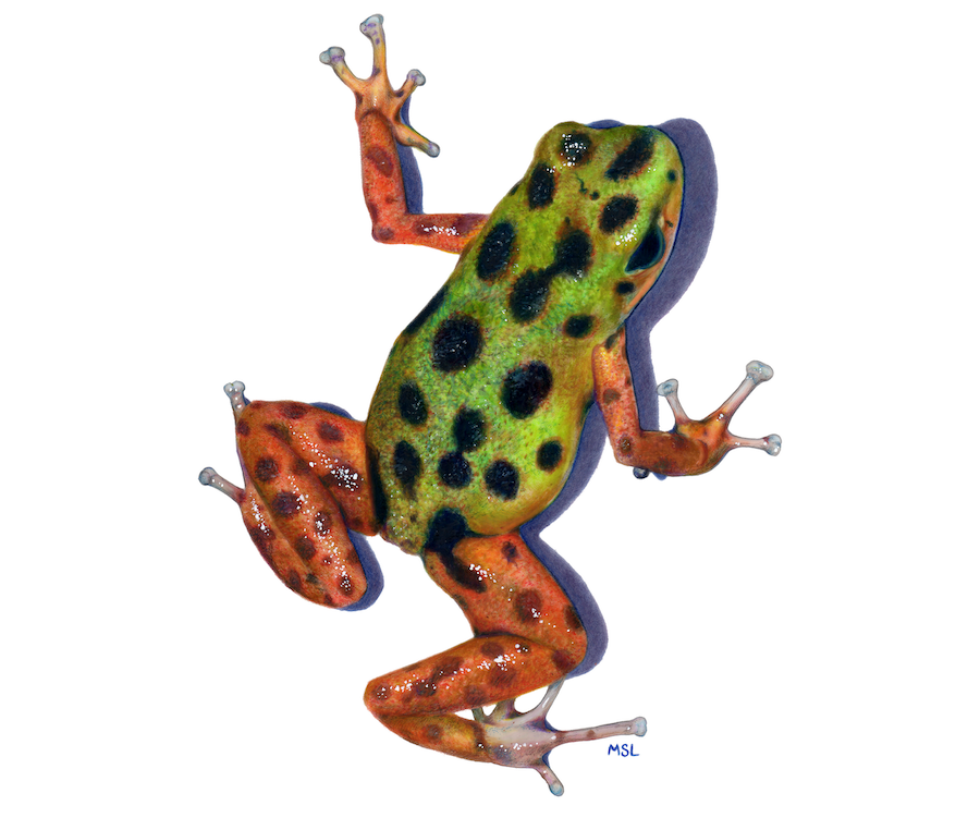 Illustration of a frog.