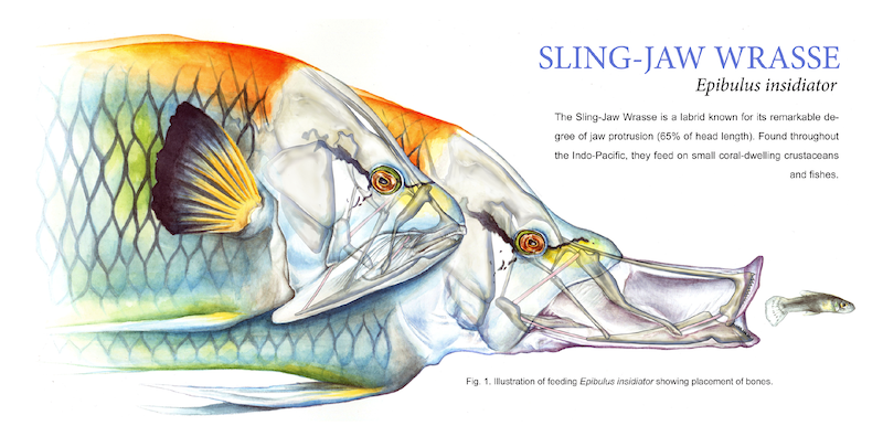 Illustration of cranial kinesis in sling-jaw wrasse