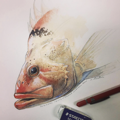 Illustration in progress of a fish head in watercolor with pencil and eraser.