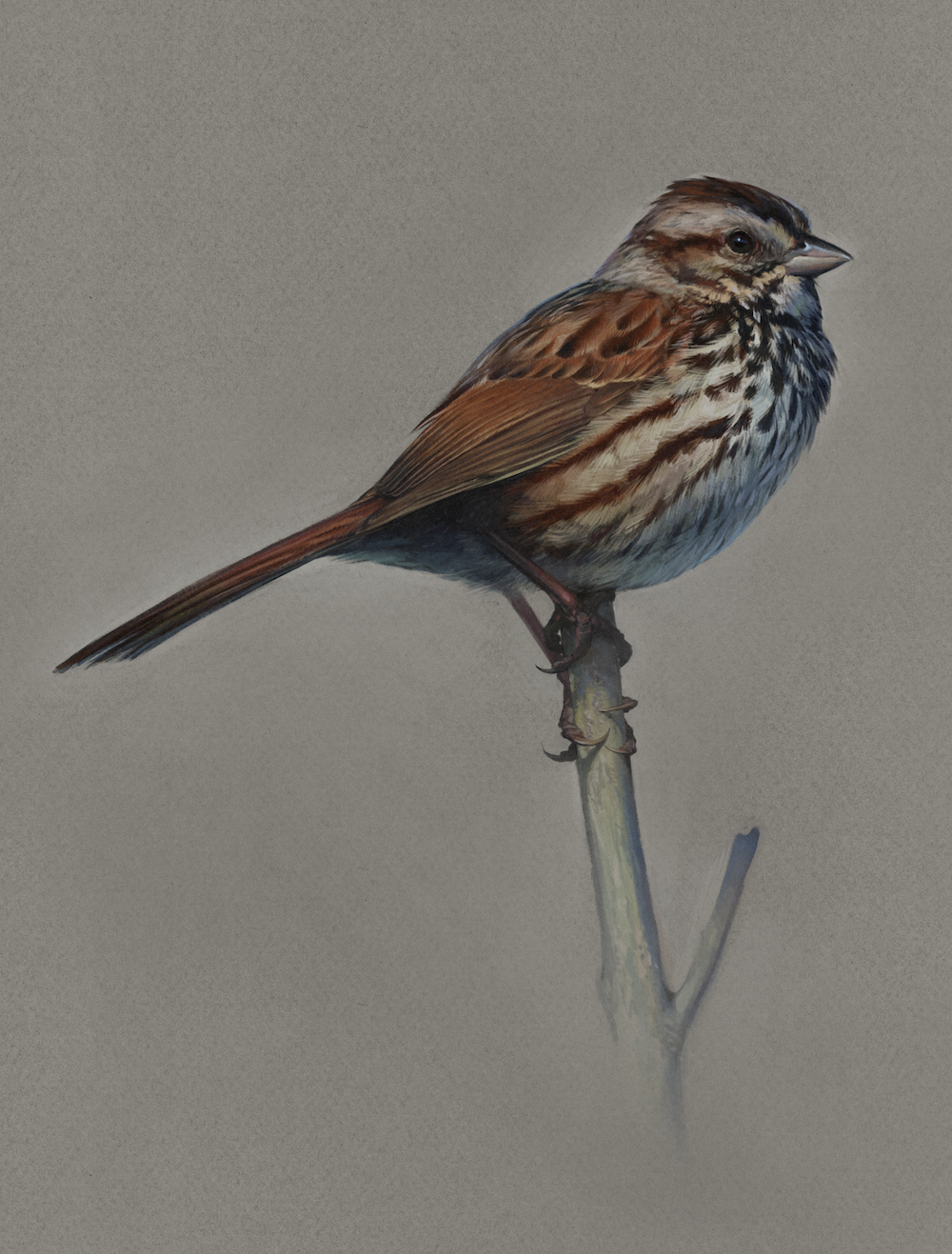 Illustration of a song sparrow