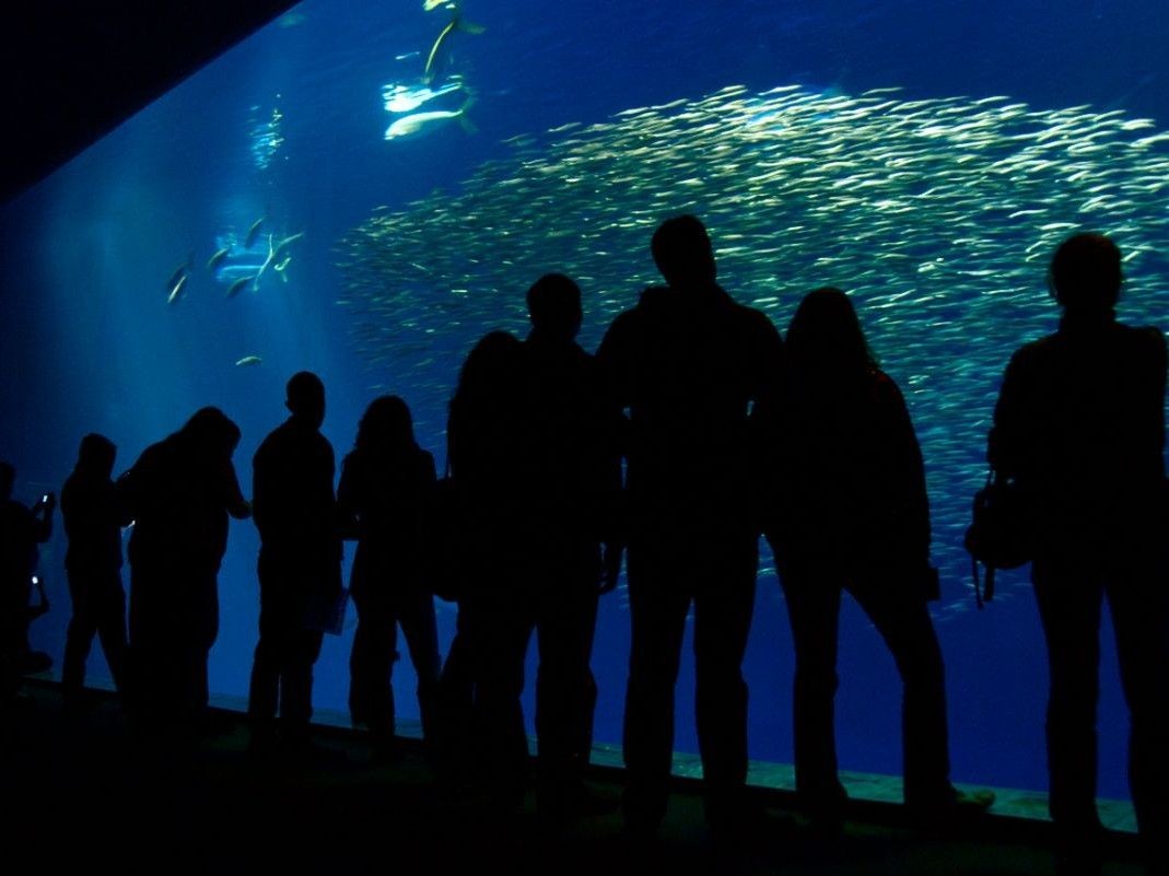 A crowd stands in front of the outer bay exhibit at the Monterey Bay Aquarium