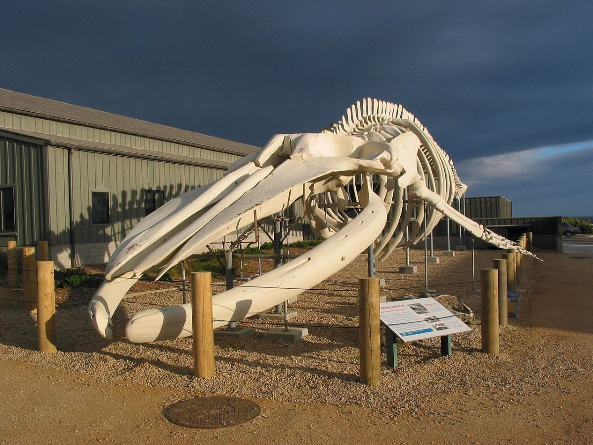 A whale skeleton on display outside of the Seymour Marine Discovery Center
