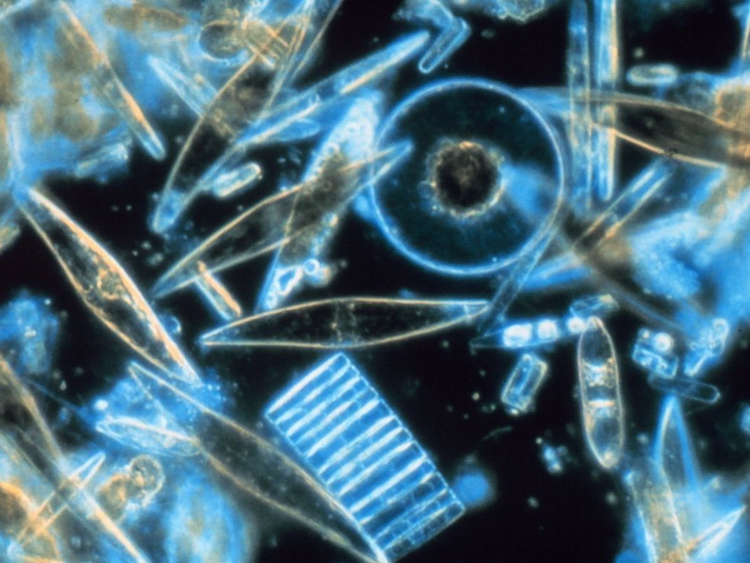 Diatoms under a microscope