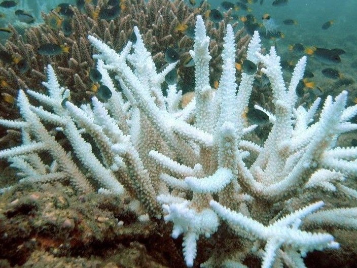 An image of a coral