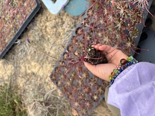 Hand holding a plant with thin reddish-purple stems, seen near trays of similar plants.