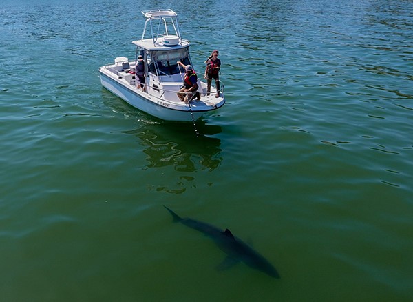 A fishing boat with people on board looking at a large shark swimming below in clear water.