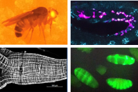 Composite image featuring a fruit fly, colored cellular structures, a black and white tissue section, and fluorescent green cells.