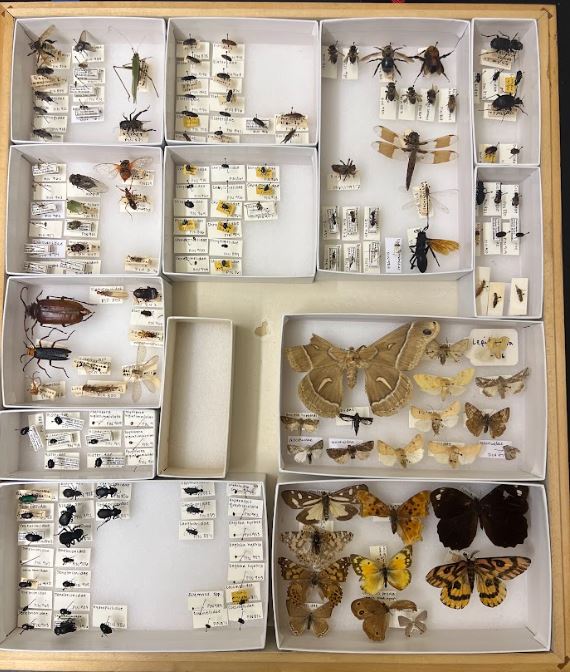 A box containing various specimens of insects, such as moths, beetles, grasshoppers, and dragonflies.