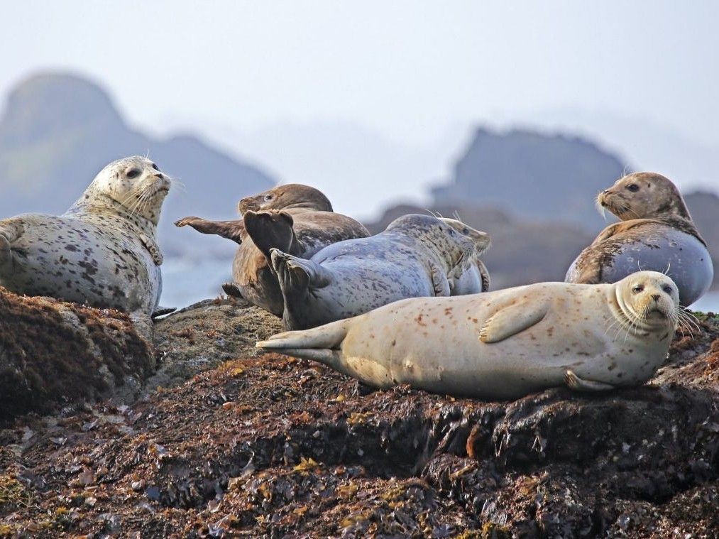 Harbor seals relax on a rock in Monterey Bay
