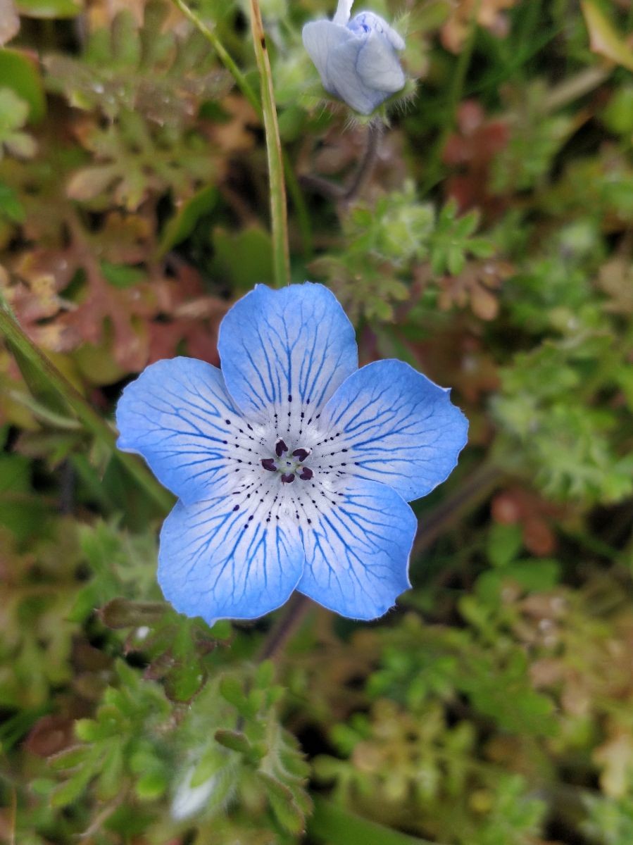 Image of a blue flower.