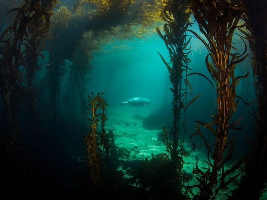 A harbor seal swims through a kelp forest in Monterey Bay