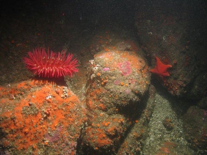 undersea rocky reef