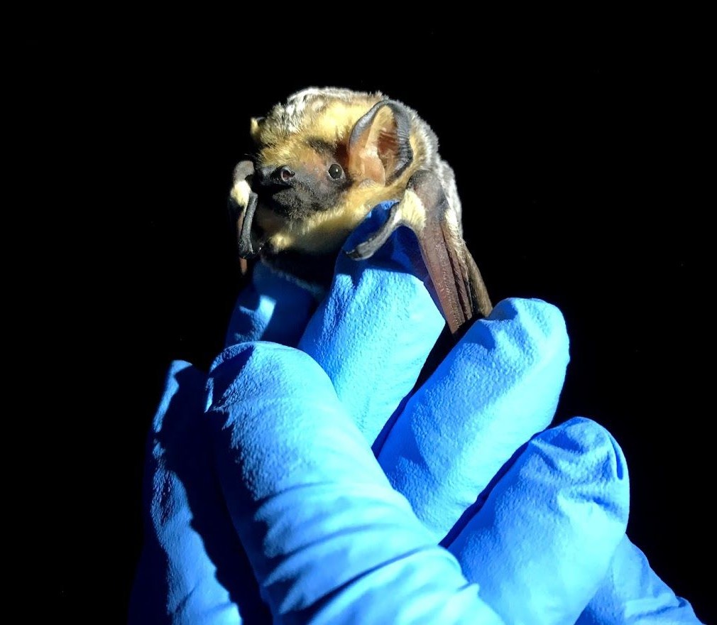 Bat in Bethany's hand