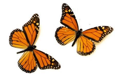 butterfly flying across