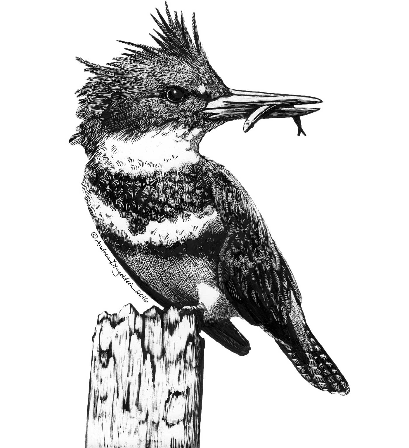 Hand Sketch of Kingfisher