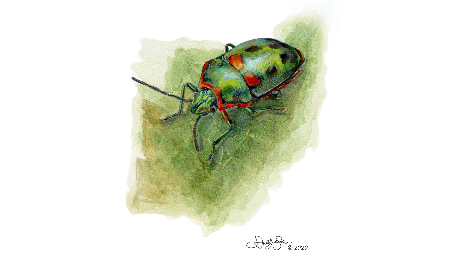 Watercolor Jewel bug