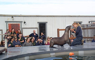 Marine mammal training photo with instructor