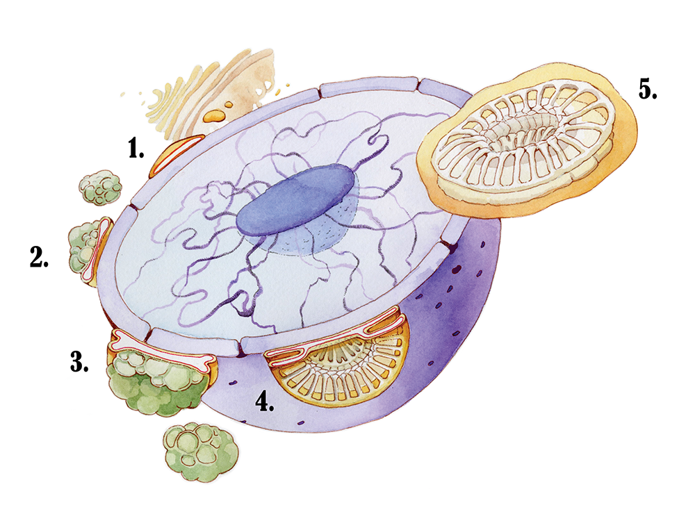 13_CharinPark_ Coccolithophore