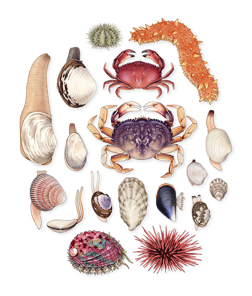 Dingeldein_Shellfish of Puget Sound