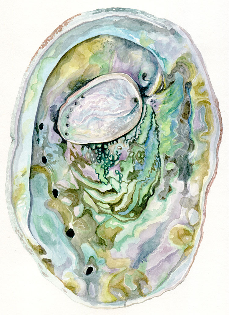 Somers_abalone shells_vertical