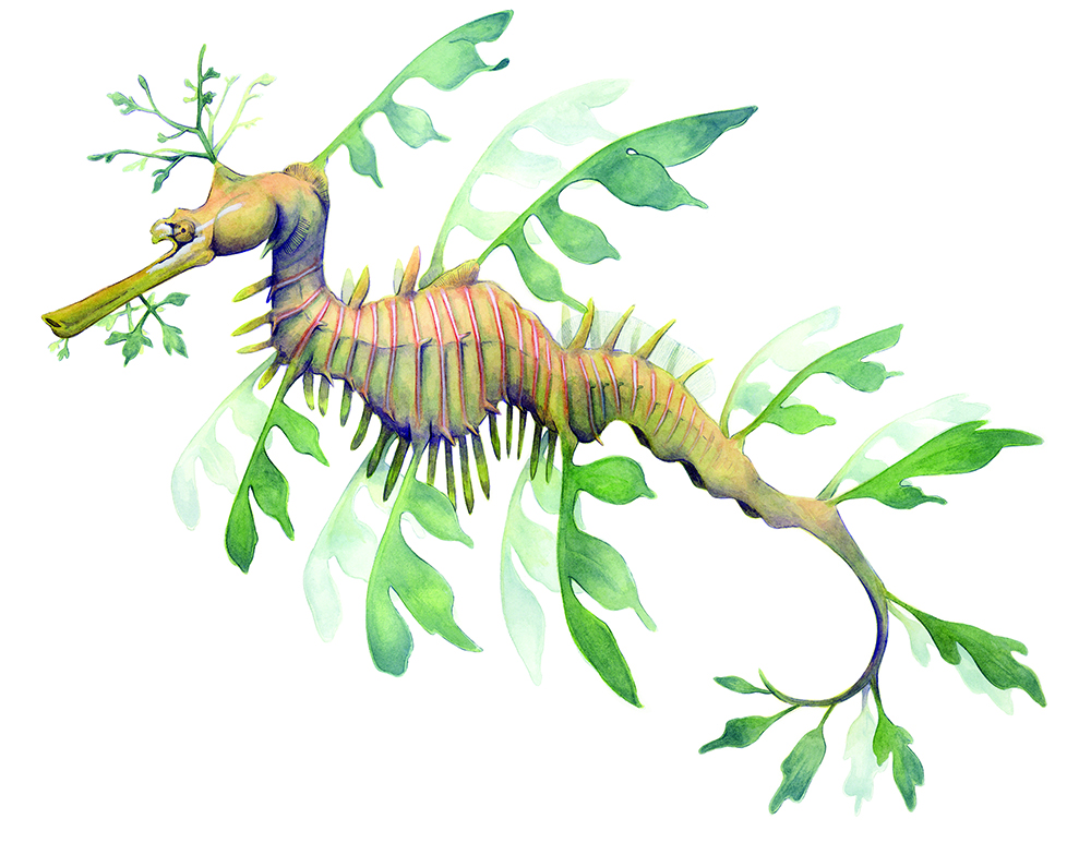 Color illustration of a Sea Dragon