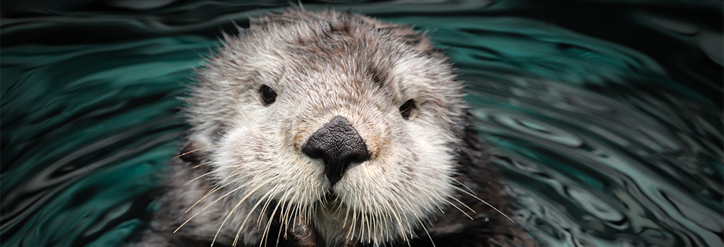 otter skills website image - photo of sea otter