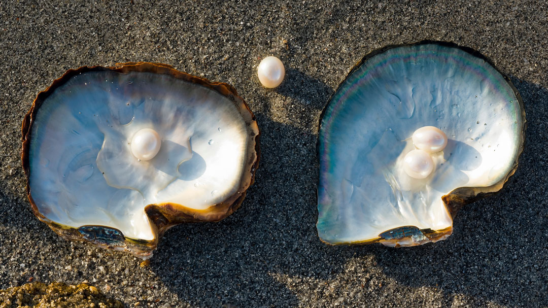 Shells with pearls