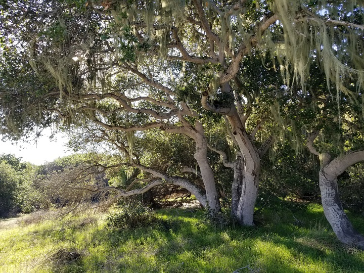 Many oak trees with shade