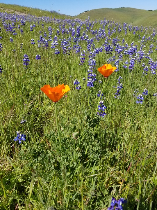 A field of flowers with poppies