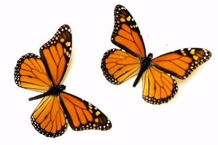 Monarch Butterfly