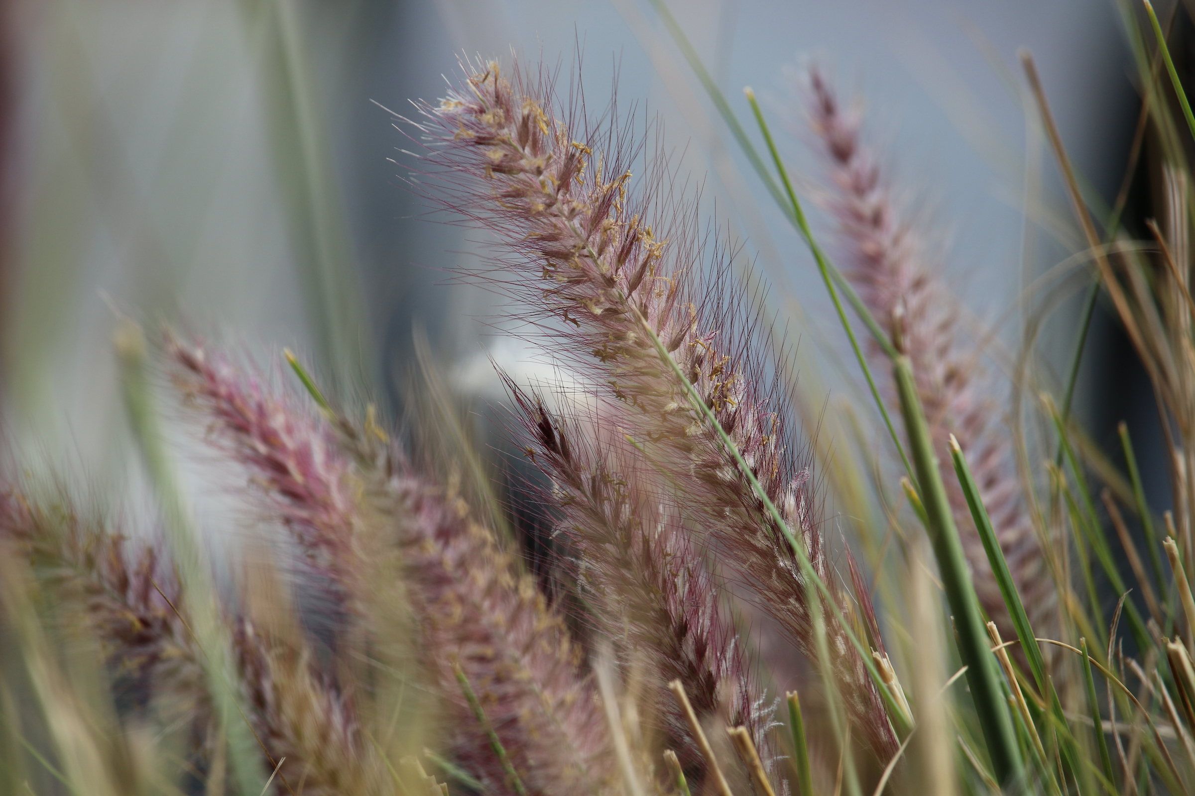 Purple Cattail Plant