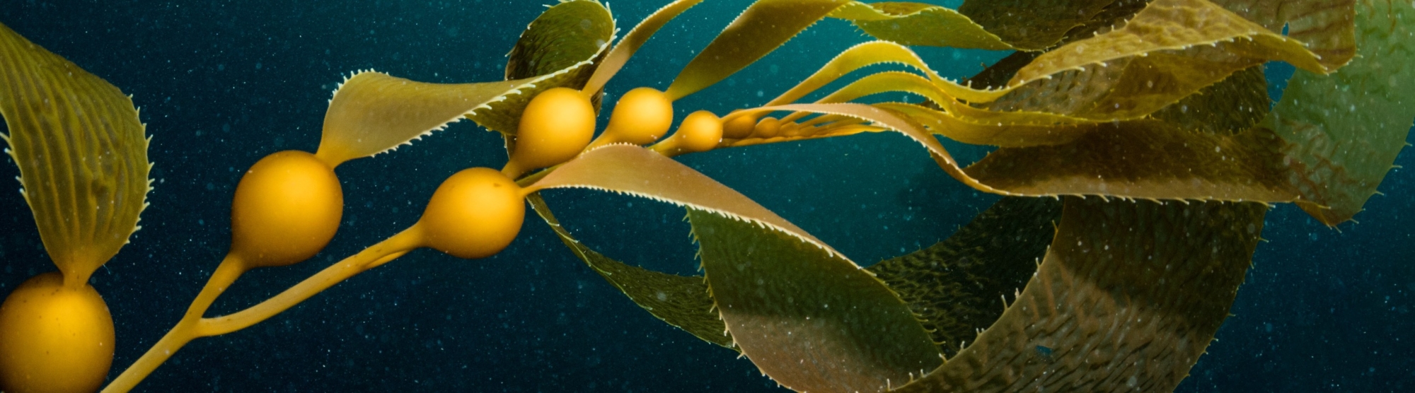 Kelp floating underwater