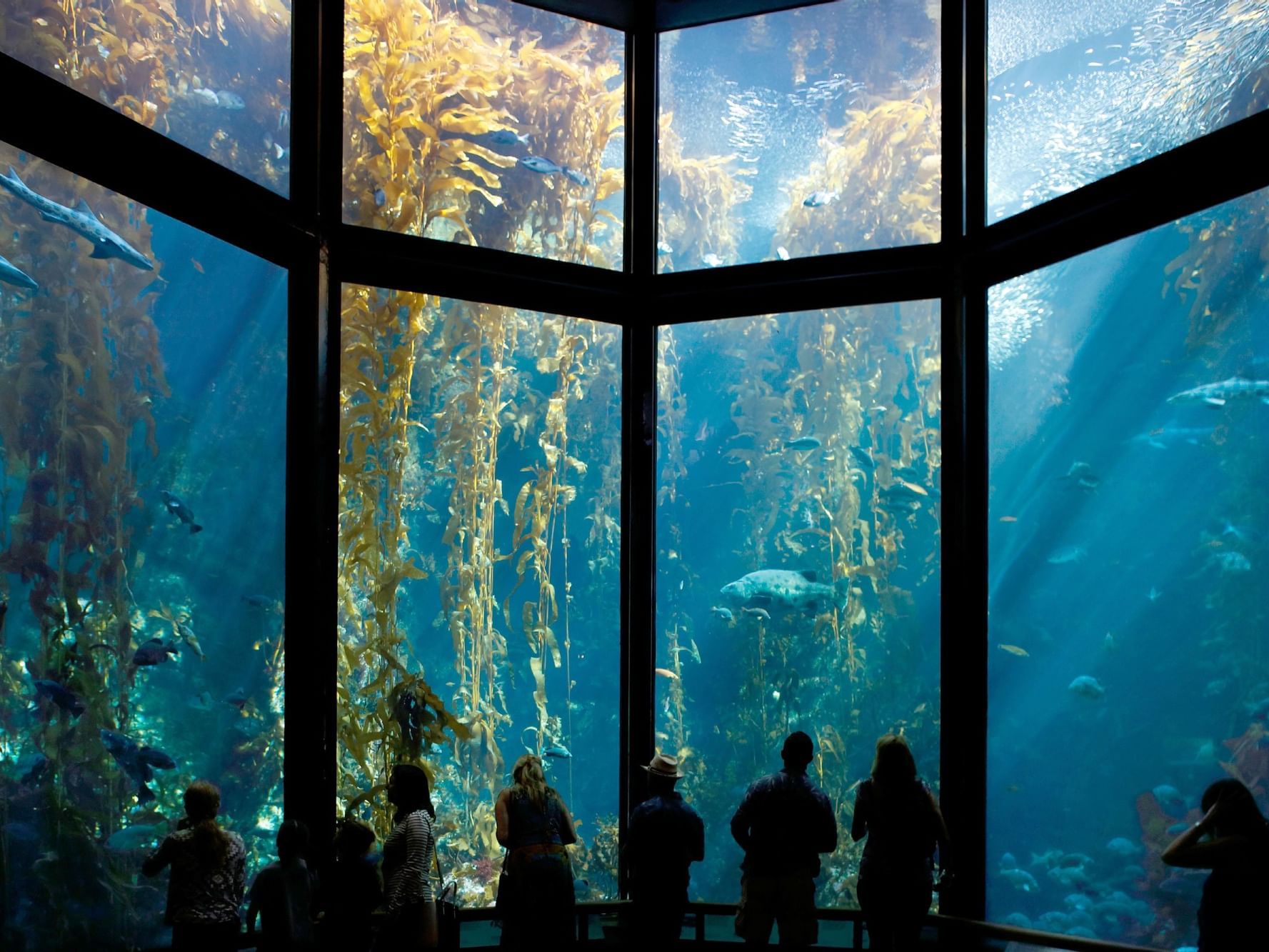 Monterey Bay Aquarium attendees standing in front of the kelp bed exhibit featuring kelp and other aquatic animals