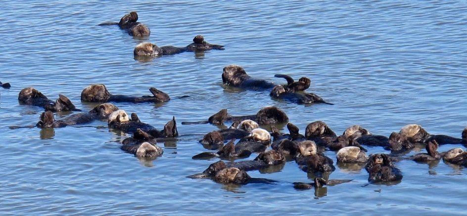 Otters floating in the ocean