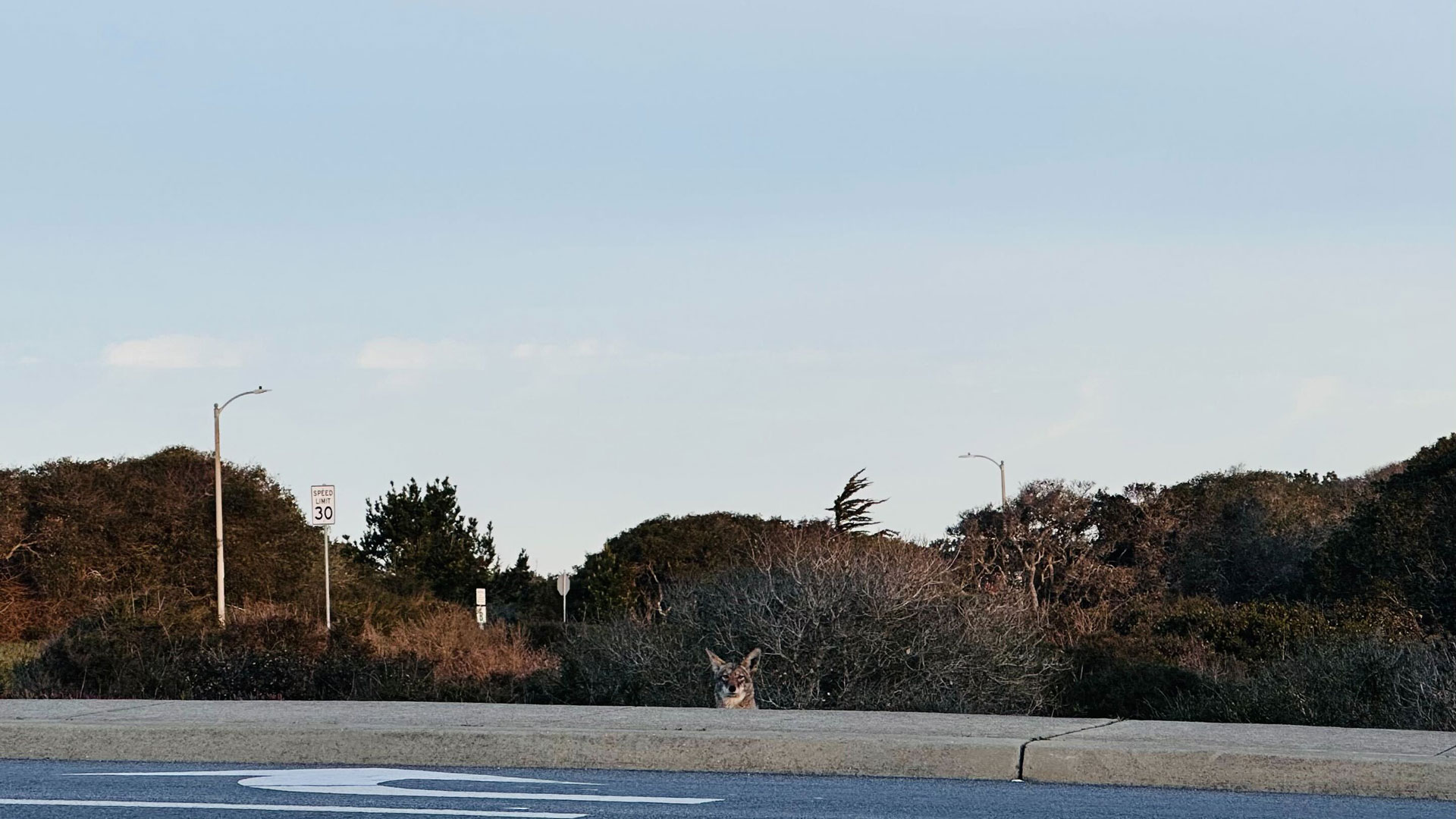 A coyote peering over a curb at a road near campus.
