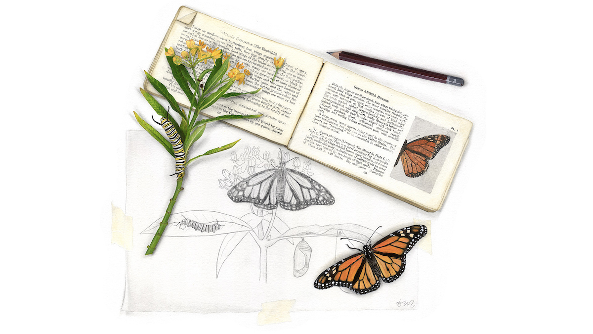 Butterfly illustration by Science Illustration Program graduate Taylor Maggiacomo